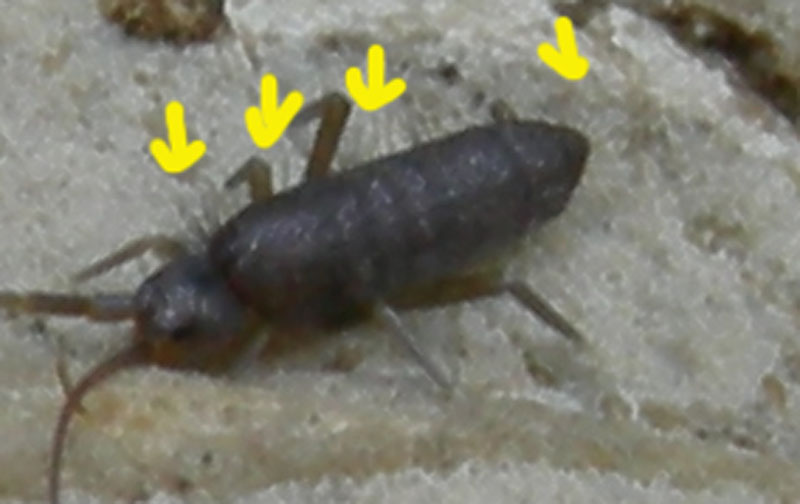 Collembola Tomoceridae:  Pogonognathellus longicornis